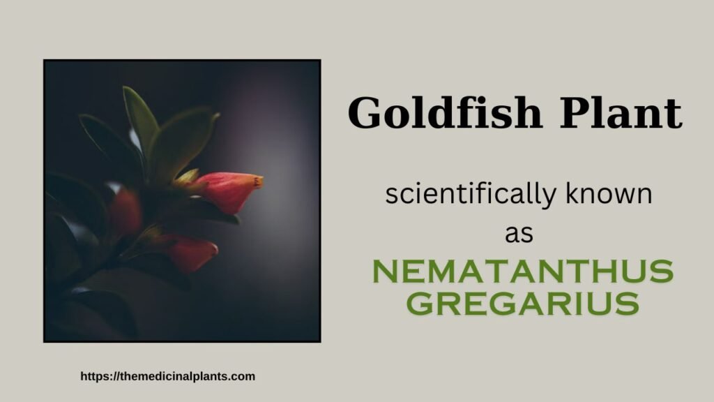 Indoor Hanging plant- Nematanthus gregarius: Floral formula