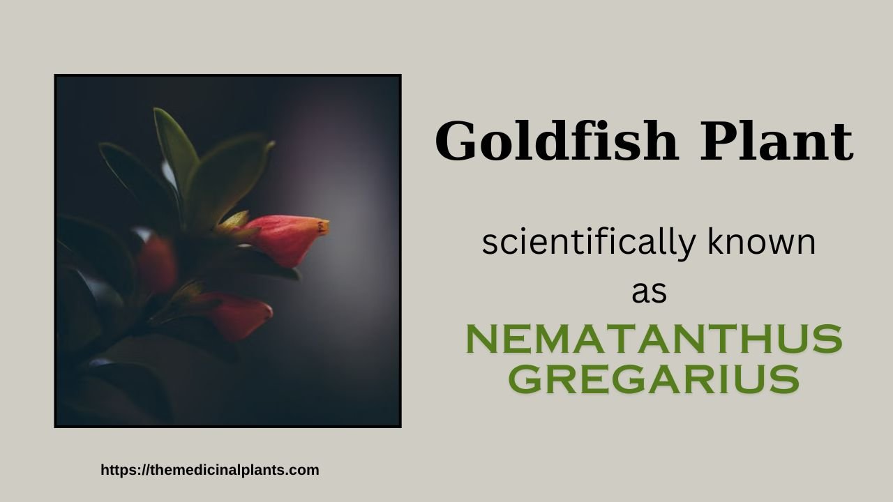Indoor Hanging plant- Nematanthus gregarius: Floral formula