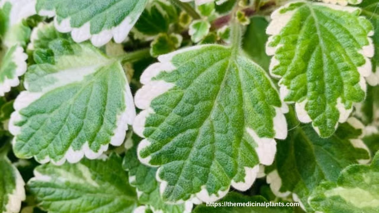 Indoor Hanging plant- Plectranthus verticillatus: Floral formula