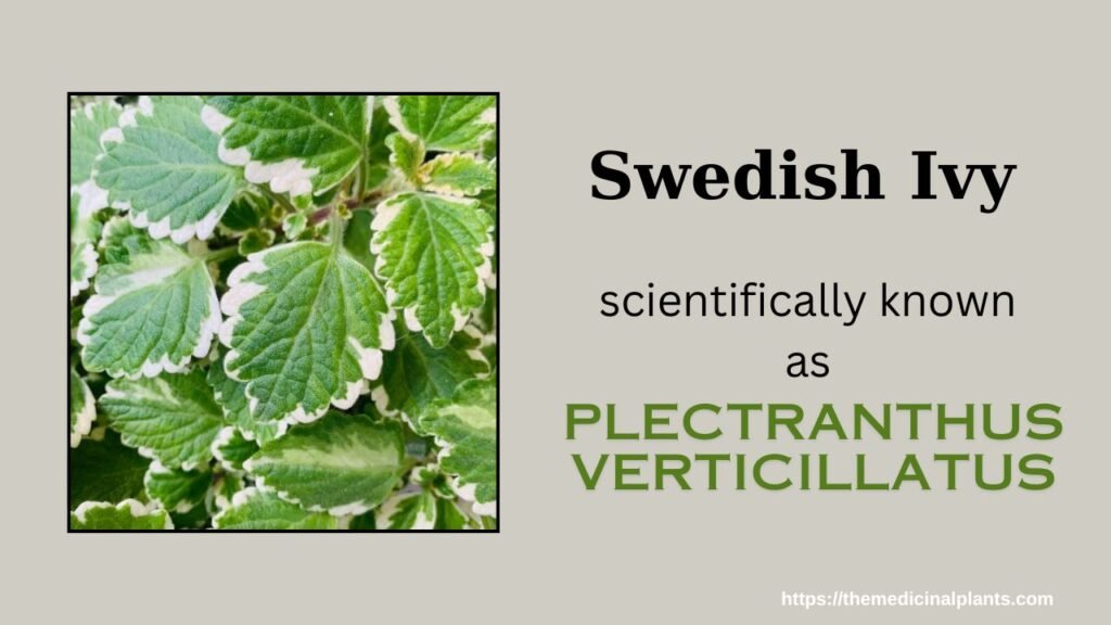 Indoor Hanging plant- Plectranthus verticillatus: Floral formula
