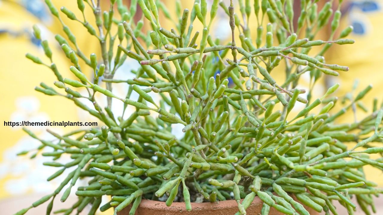 Indoor Hanging plant- Rhipsalis baccifera: Floral formula