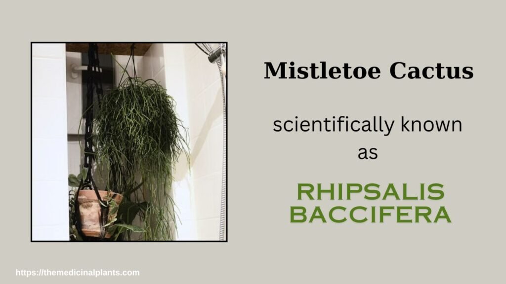 Indoor Hanging plant- Rhipsalis baccifera: Floral formula