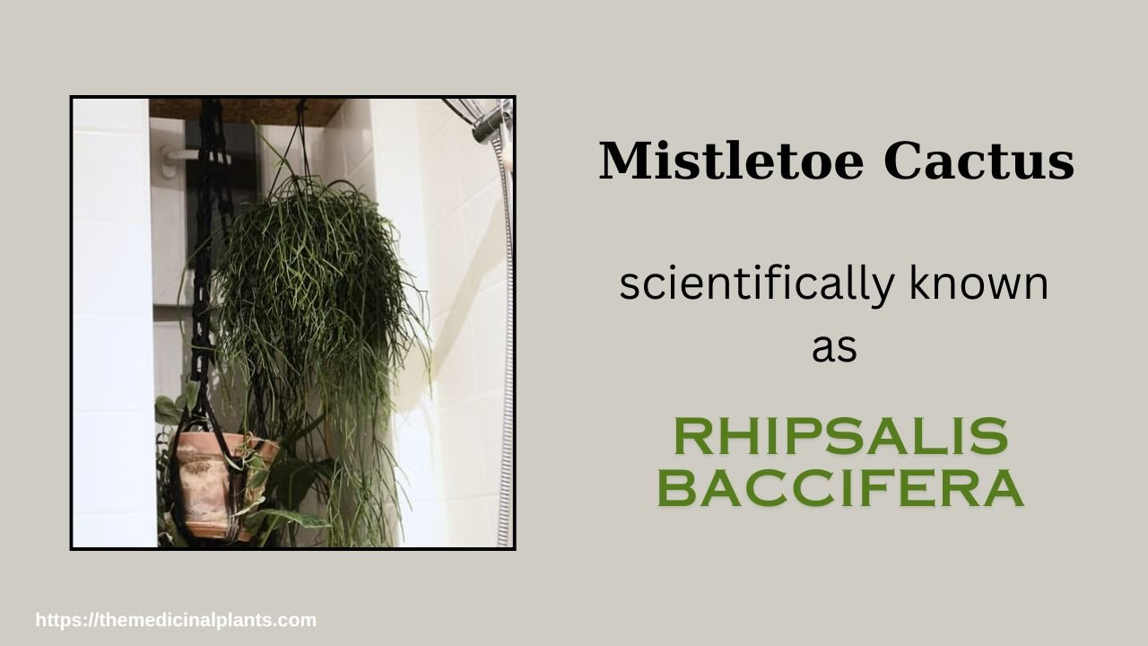 Indoor Hanging plant- Rhipsalis baccifera: Floral formula