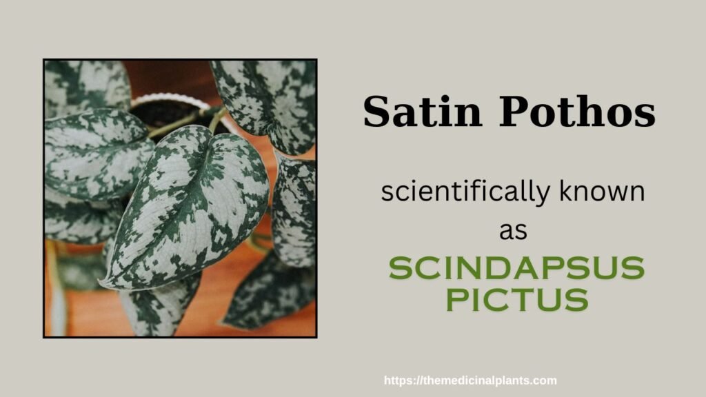 Indoor Hanging plant- Scindapsus pictus: Floral formula
