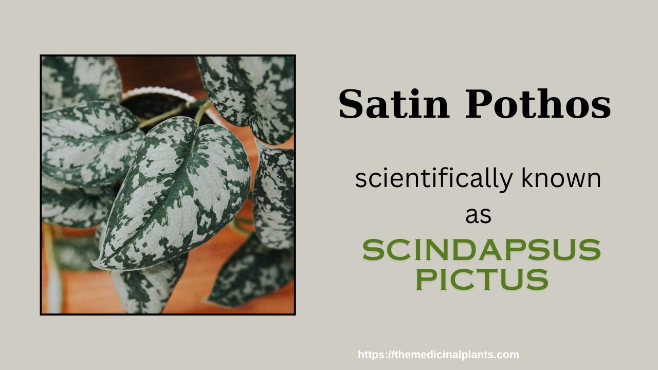 Indoor Hanging plant- Scindapsus pictus: Floral formula