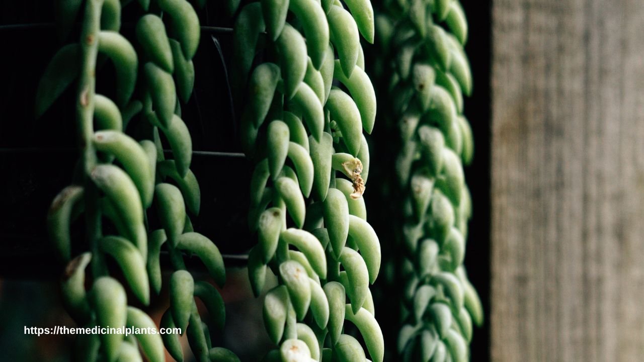 Indoor Hanging plant- String of Bananas: Floral formula