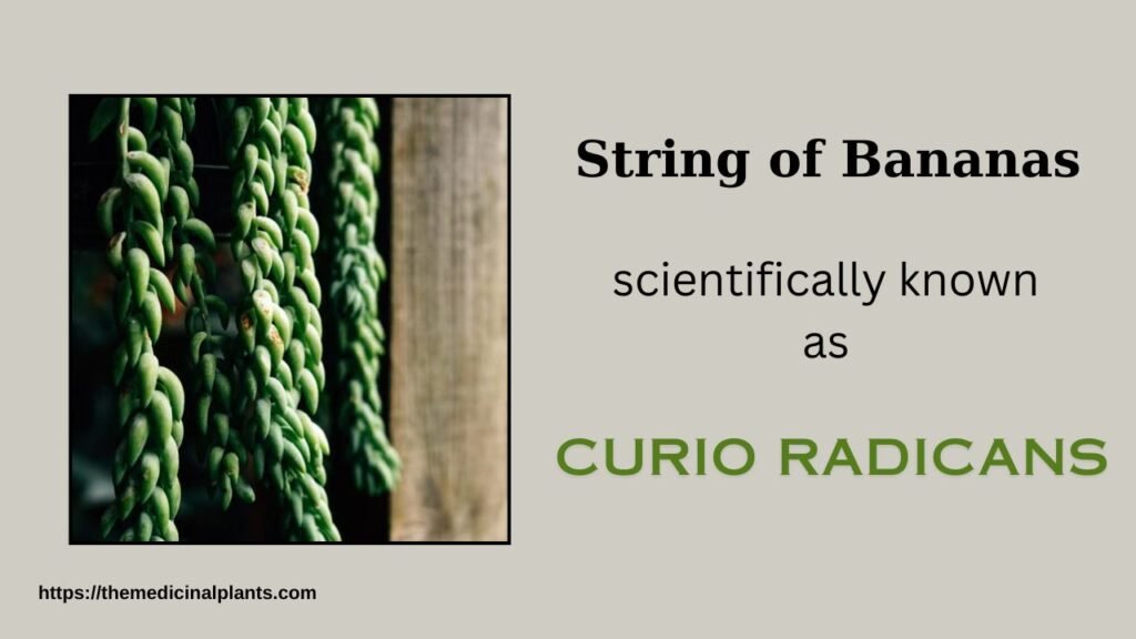 Indoor Hanging plant- String of Bananas: Floral formula