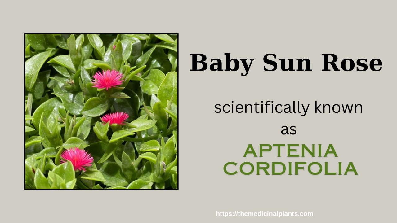 Indoor Hanging plant- Aptenia cordifolia
