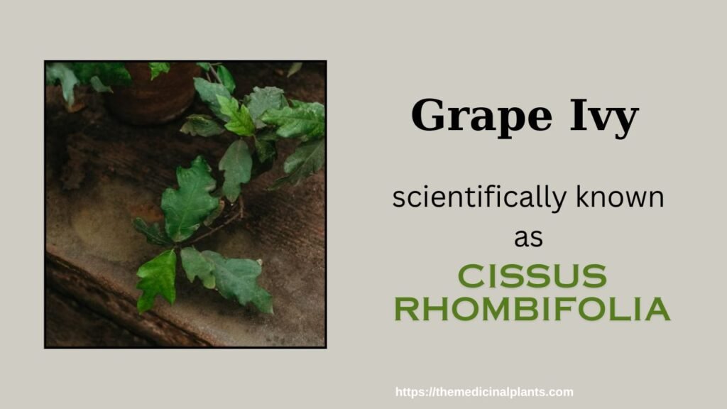 Indoor Hanging plant- Cissus rhombifolia