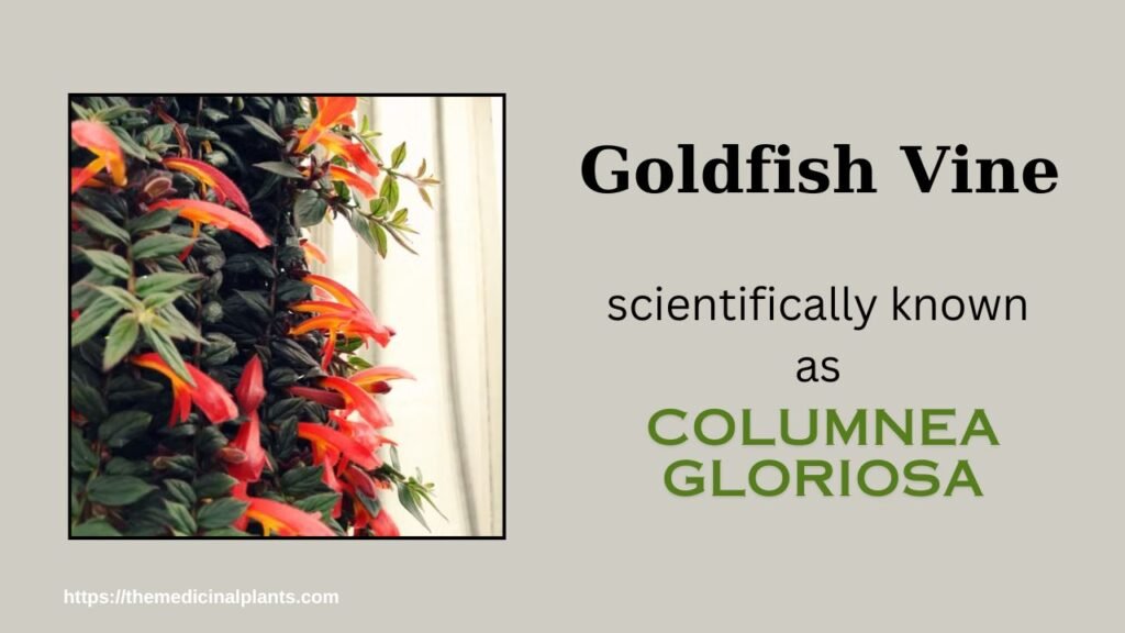 Indoor Hanging plant- Columnea gloriosa