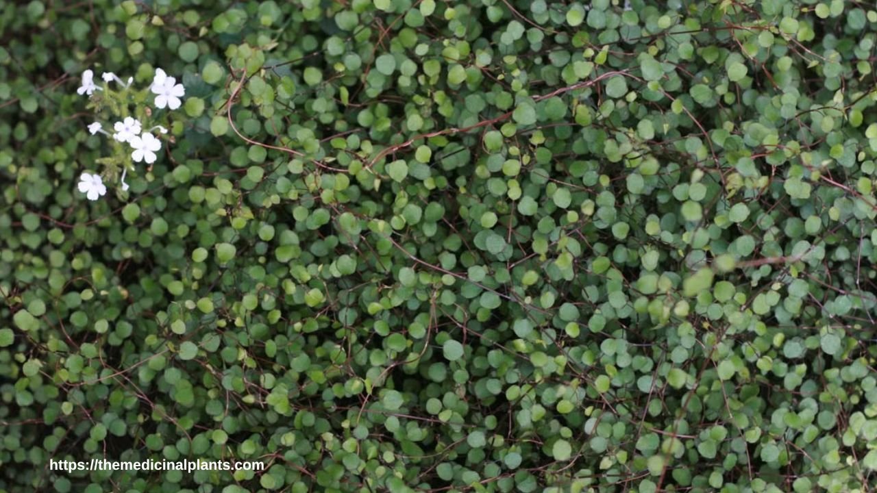 Indoor Hanging plant- Muehlenbeckia complexa