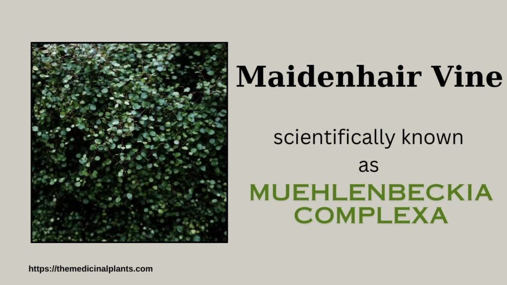 Indoor Hanging plant- Muehlenbeckia complexa