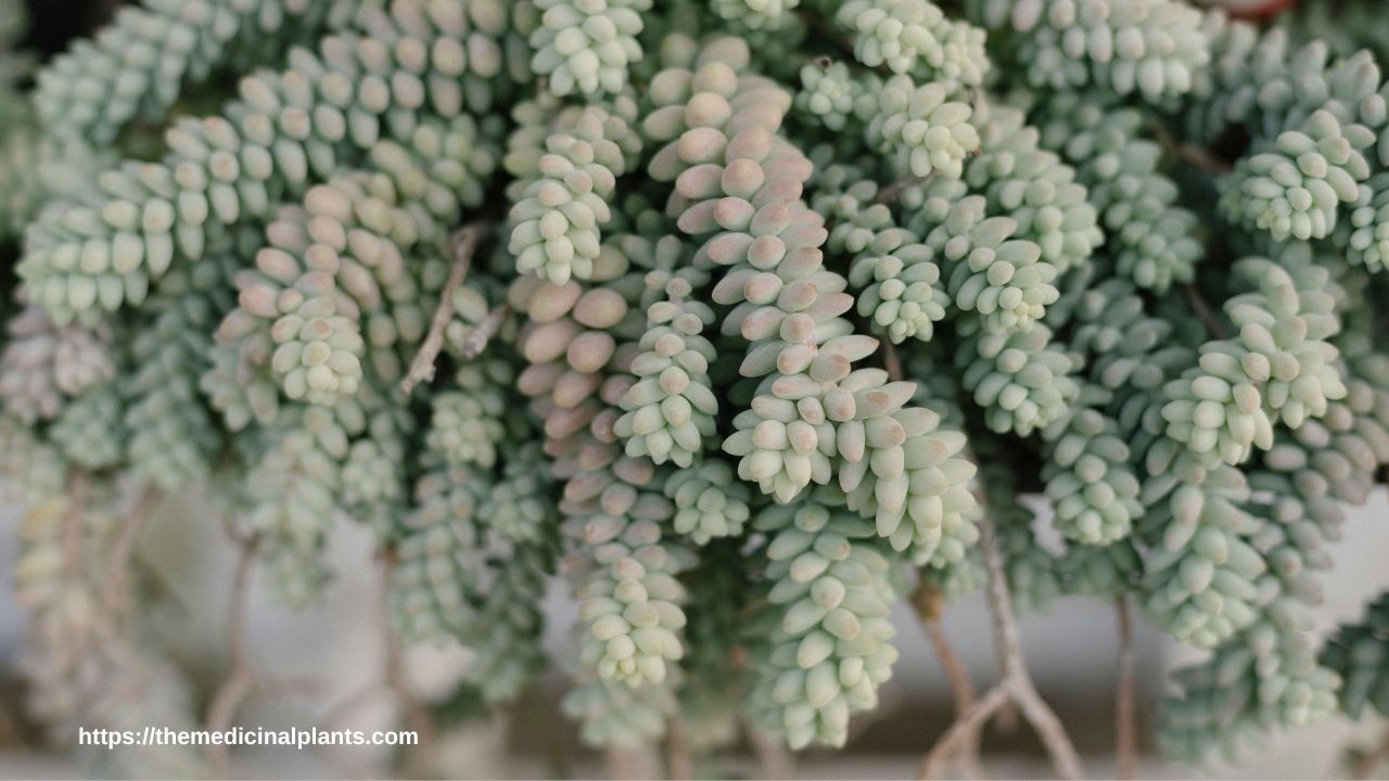 Indoor Hanging plant- Sedum burrito