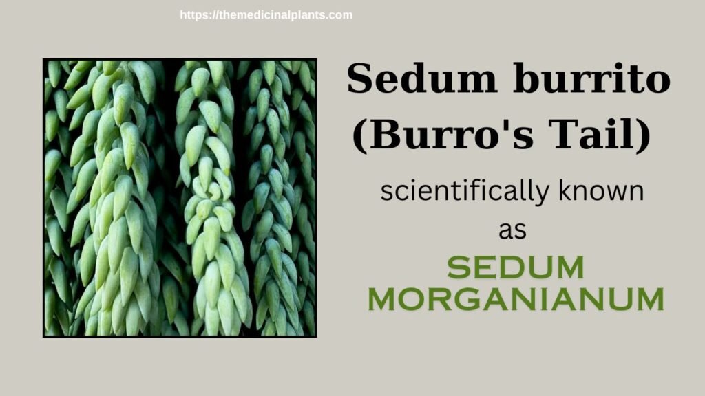 Indoor Hanging plant- Sedum burrito