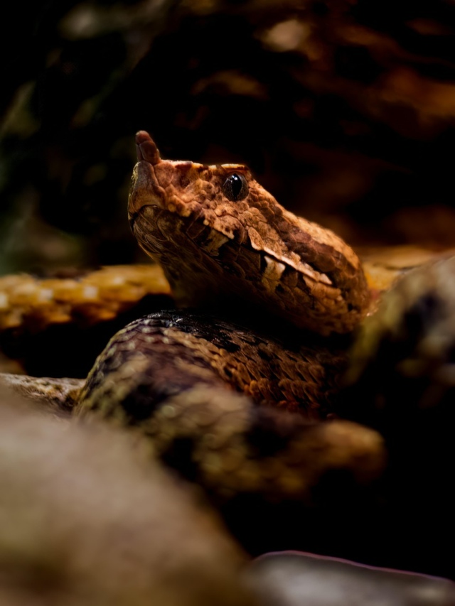 10 Ways to Identify Venomous Snakes