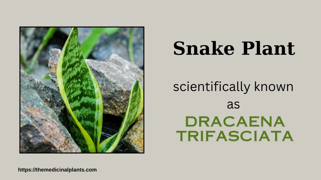 1Indoor House plant- Snake Plant (Dracaena trifasciata)