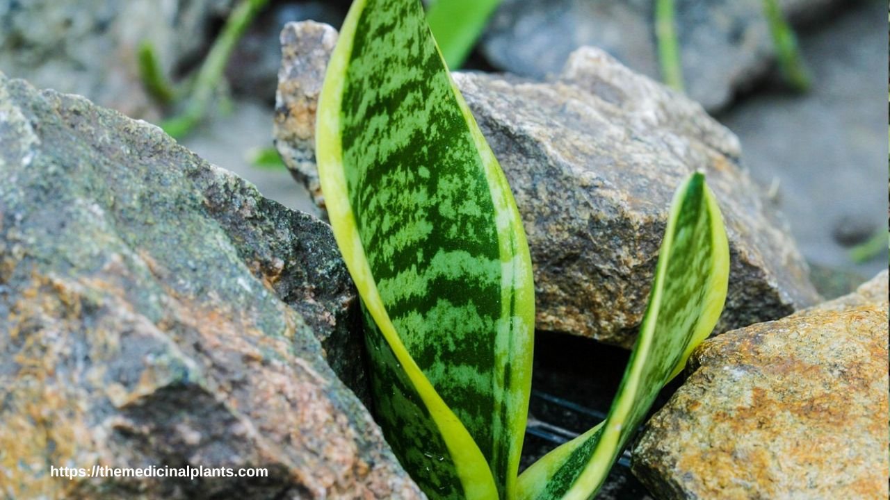 1Indoor House plant- Snake Plant (Dracaena trifasciata)