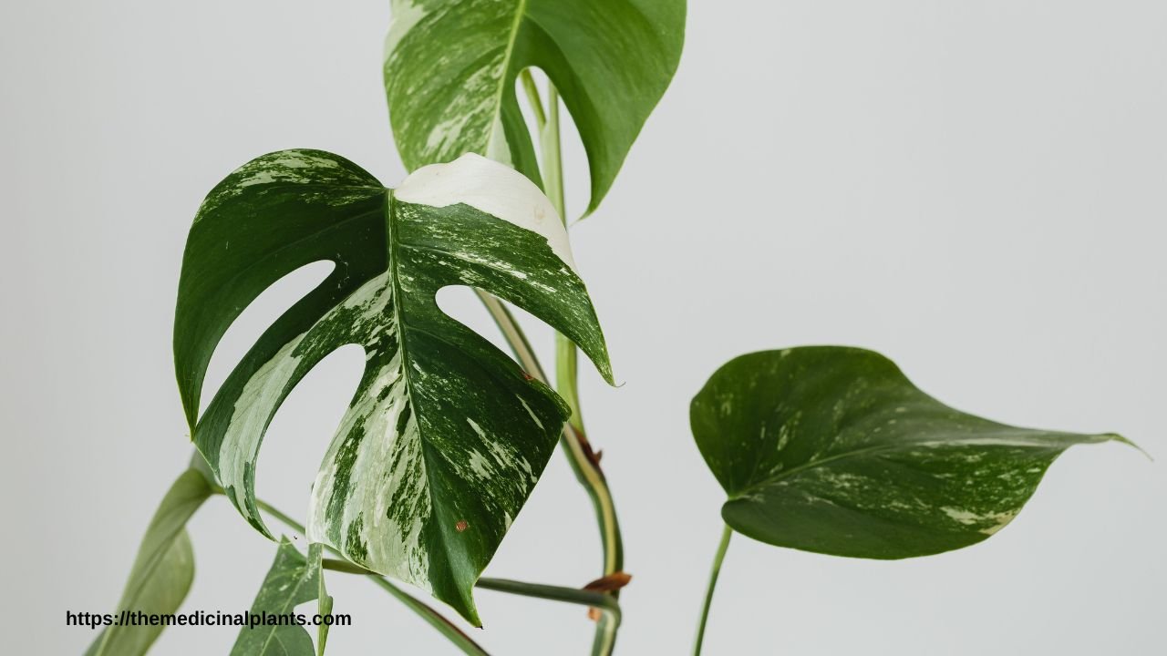 1House plant- Monstera deliciosa ‘Albo Variegata’