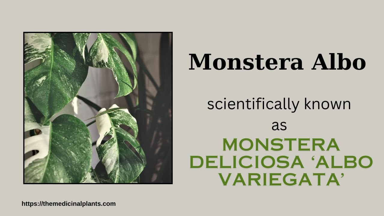 1House plant- Monstera deliciosa ‘Albo Variegata’