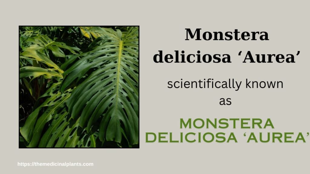1House plant- Monstera deliciosa ‘Aurea’