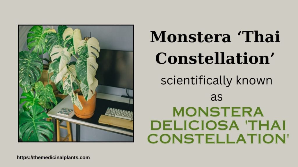 1House plant- Monstera ‘Thai Constellation’